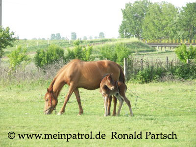 Fumosito, Pferdeland, Moldau, Rum&auml;nien, romania, roumania, Nissan, nissan, Patrol, patrol, Safari, safari, Patrol GR, patrol gr, Safari GR, safari gr, GR, gr, KR, kr, Patrol GQ, patrol gq, Safari GQ, safari gq, GQ, gq, Y60, y60, JRY60, jry60, JRLY60, jrly60, VRGY60, vrgy60, ARGY60, argy60, TD42, td42, 4.2-Liter, 4.2 Litre, 4.2 litre, 4,2-Liter, Sechszylinder, Inlinesix, inlinesix, high roof, Hochdach, Jeep, jeep, Wrangler, wrangler, TJ, tj, Yamaha, Kodiak, yamaha, kodiak, 4x4, 4WD, 4wd, four wheel drive, AWD, awd, Offroad, offroad, Off Road, OFF ROAD, off road, offroader, Allradler, Allradantrieb, Gel&auml;ndeuntersetzung, Reduktion, low gears, Differenzialsperre, Differentialsperre, locker, Gelaendewagen, Gel&auml;ndewagen, Reisen, reisen, travel, Expedition, expedition, Tour, tour, Tuning, tuning, tune, Zubeh&ouml;r, equipment