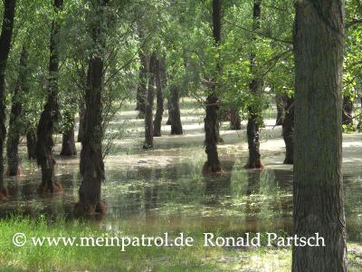 Donauw&auml;lder, Donaudelta, Fernsehen, Fumosito, Rum&auml;nien, romania, roumania, Nissan, nissan, Patrol, patrol, Safari, safari, Patrol GR, patrol gr, Safari GR, safari gr, GR, gr, KR, kr, Patrol GQ, patrol gq, Safari GQ, safari gq, GQ, gq, Y60, y60, JRY60, jry60, JRLY60, jrly60, VRGY60, vrgy60, ARGY60, argy60, TD42, td42, 4.2-Liter, 4.2 Litre, 4.2 litre, 4,2-Liter, Sechszylinder, Inlinesix, inlinesix, high roof, Hochdach, Jeep, jeep, Wrangler, wrangler, TJ, tj, Yamaha, Kodiak, yamaha, kodiak, 4x4, 4WD, 4wd, four wheel drive, AWD, awd, Offroad, offroad, Off Road, OFF ROAD, off road, offroader, Allradler, Allradantrieb, Gel&auml;ndeuntersetzung, Reduktion, low gears, Differenzialsperre, Differentialsperre, locker, Gelaendewagen, Gel&auml;ndewagen, Reisen, reisen, travel, Expedition, expedition, Tour, tour, Tuning, tuning, tune, Zubeh&ouml;r, equipment