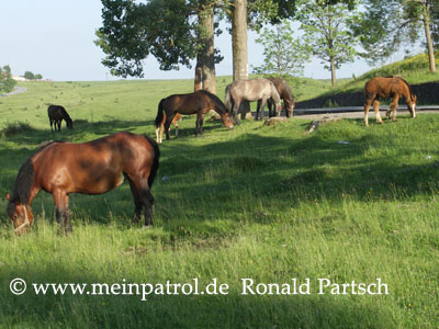 Pferde, Aciuta, Fumosito, Rum&auml;nien, romania, roumania, Nissan, nissan, Patrol, patrol, Safari, safari, Patrol GR, patrol gr, Safari GR, safari gr, GR, gr, KR, kr, Patrol GQ, patrol gq, Safari GQ, safari gq, GQ, gq, Y60, y60, JRY60, jry60, JRLY60, jrly60, VRGY60, vrgy60, ARGY60, argy60, TD42, td42, 4.2-Liter, 4.2 Litre, 4.2 litre, 4,2-Liter, Sechszylinder, Inlinesix, inlinesix, high roof, Hochdach, Jeep, jeep, Wrangler, wrangler, TJ, tj, Yamaha, Kodiak, yamaha, kodiak, 4x4, 4WD, 4wd, four wheel drive, AWD, awd, Offroad, offroad, Off Road, OFF ROAD, off road, offroader, Allradler, Allradantrieb, Gel&auml;ndeuntersetzung, Reduktion, low gears, Differenzialsperre, Differentialsperre, locker, Gelaendewagen, Gel&auml;ndewagen, Reisen, reisen, travel, Expedition, expedition, Tour, tour, Tuning, tuning, tune, Zubeh&ouml;r, equipment